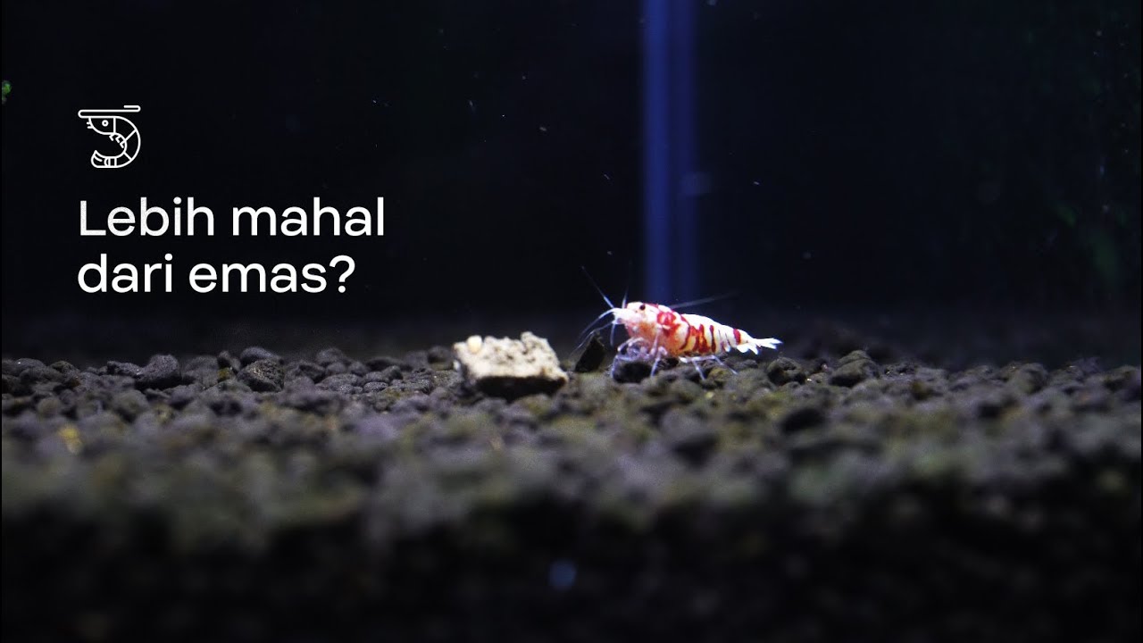 Membela Negara Melalui Hobi - VKENZ SHRIMP