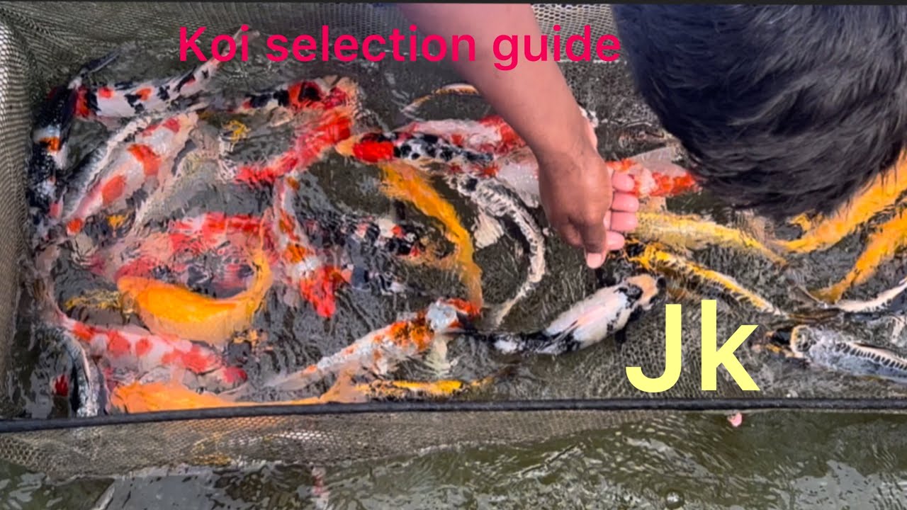 How to select a koi fish😍|| koi fish farming it’s easy or tough || koi ...