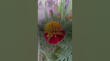 آيات من القرآن الكريم #قران_كريم #قرآن #quran