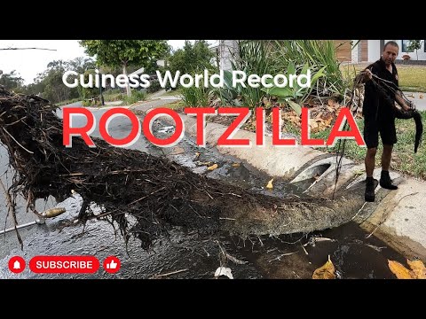 Blocked Drain 424 - 2023 Guinness World Record ROOOT Extraction (Contender)