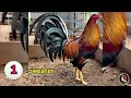 Different Colors And Breeds Of Chickens That You Should Know🤔 Mp3 Song