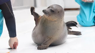 【まるすぎるアザラシ】 魚の好き嫌いをするミゾレくん Ringed seal / Mizore