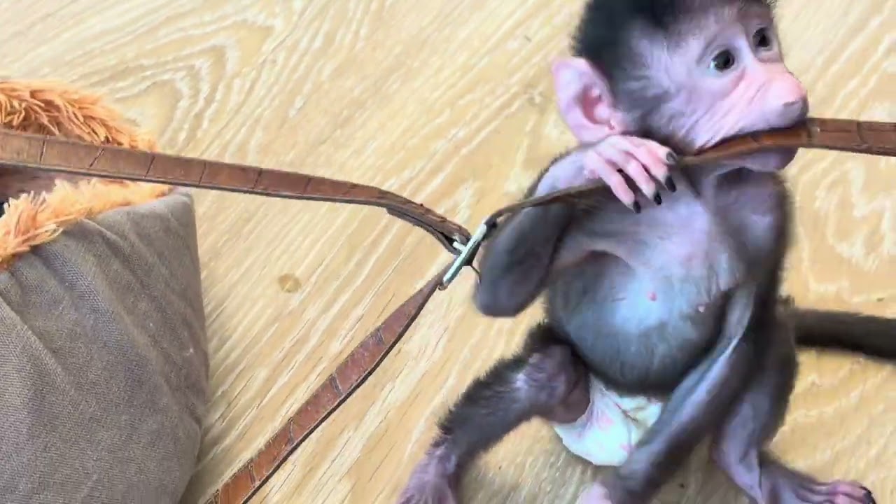 Николь такая смешная, взяла лежанку, бутылочку с молоком, мою сумку и собралась гулять❤️