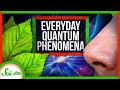 Our Quantum World: How Quantum Phenomena Show Up Every Day