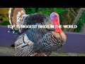 Top 15 Biggest Birds In The World/BBC Earth Biggest Birds Videos