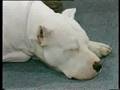 LIFE WITH A DOGO ARGENTINO LIFE WITH A DOGO ARGENTINO