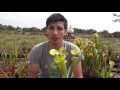 #105 Carniplant-Plantas carnívoras-Manchas en las Sarracenia ¿A qué se deben?