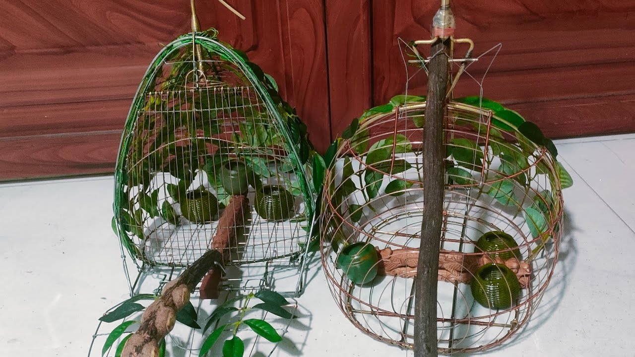 lục cu bay dinh, bay dinh, lục lá và gáo,0987310848.