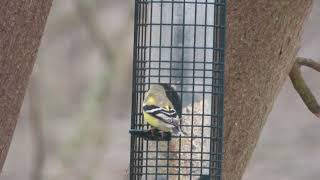 American Goldfinch Feeding Close‑Up in 4K 🐦 | Nikon Coolpix Cinematic Bird Footage