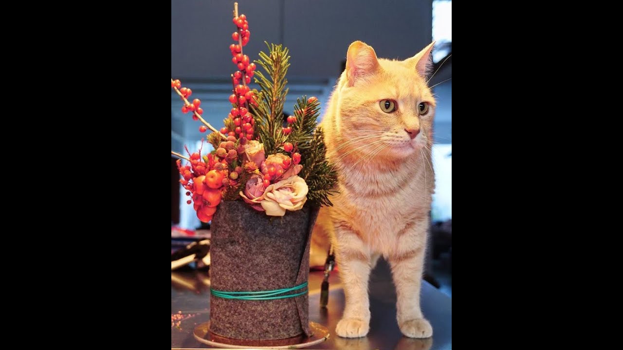 Meet Vito The Bionic Cat