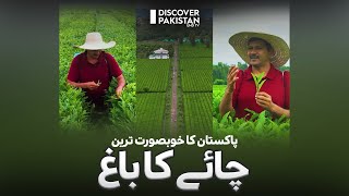 Exploring Tea Garden in Pakistan | Economic Advantages and Hidden Gems Explored | Kisan Ka Pakistan