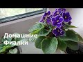 Фиалки 2. Комнатные растения. (indoor flowers)