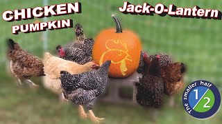 Chickens Carving Pumpkins Trend  Does it work?