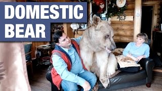 Domesticated 7ft Bear Lives With Russian Couple