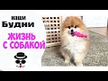 Гетсби поймал Рыбку |  Жизнь с Собакой