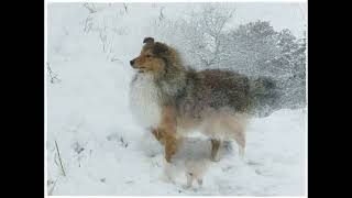 VDH Shelties vom Ponyhügel: Junghunde im Schnee! by Christine Spranger 509 views 5 months ago 3 minutes, 50 seconds