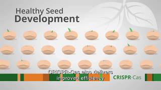 CRISPR-Cas for Healthy Seed Development