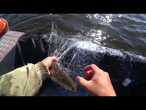 Commercial Gillnet Fishing in the Far North. Licensed Fishing on the Pechora River. Whitefish Fis...