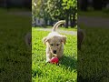 Little puppy 🐶🏐#shorts#short video#pets#puppypaying🐶☺#ytshorts
