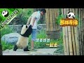 推薦：你不知道的楊奶爸  | iPanda熊貓頻道