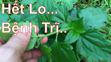 Cây Cỏ Lào giúp xua tan nỗi lo Bệnh Trĩ...