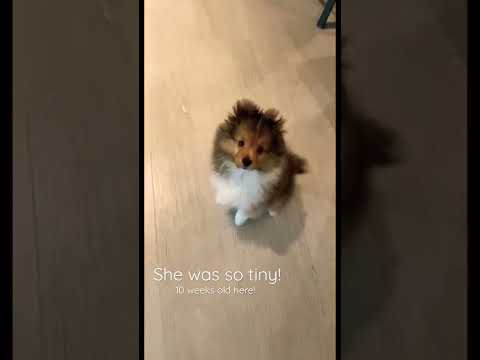 Cute Sheltie Puppy Belle At 10 Weeks Old Youtubeshorts 