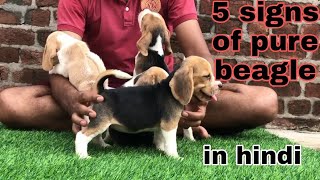 how to check purity of beagle (beagle for sale) m-9781771120
