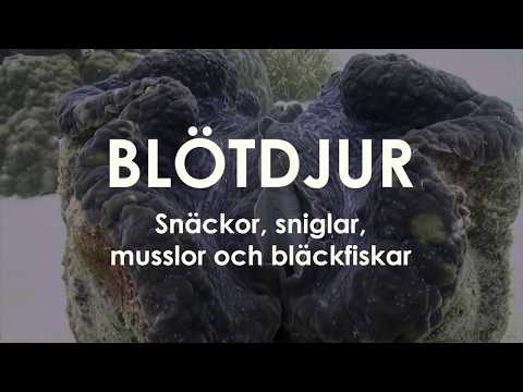 Vi lär oss om: Blötdjur - snäckor, sniglar, musslor och bläckfiskar Trailer (Sol7494)