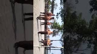 Senam Ngamen 10 Performance Kelas 6 Sd Negeri Bogo