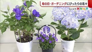 〈にいがた新鮮組〉“母の日”や“ガーデニング”にぴったりの花３選！ (21/05/03 19:30)