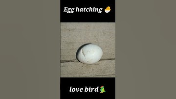 love bird hatching 🦜🐣#shorts #youtubeshorts #video