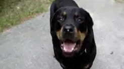 Serious Arthritis in Rottweiler Dog with Hip Dysplasia and Elbow Dysplasia