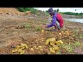 Golden land these gold riches can be found under land by digging goldmining gold by young man
