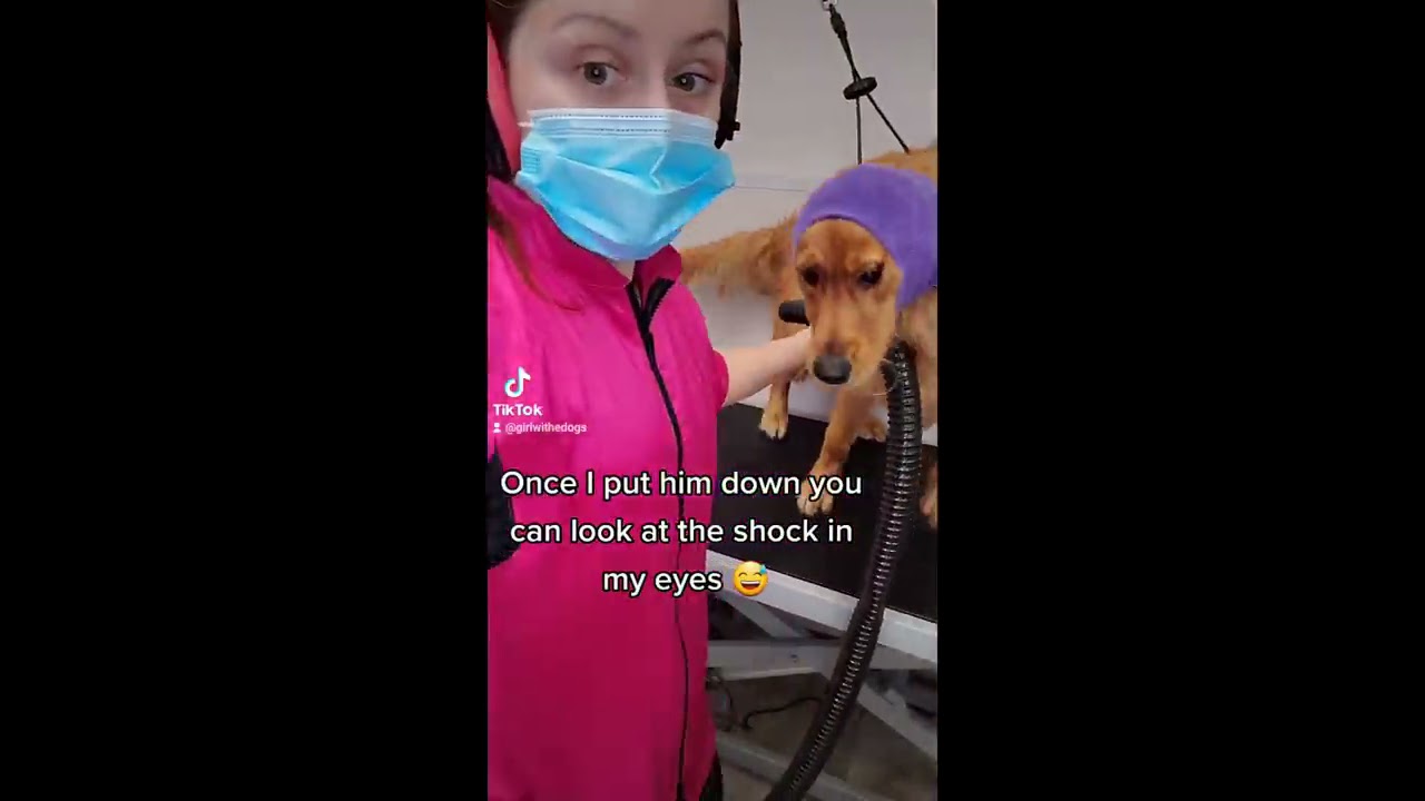 Golden Retriever Snaps At Groomer