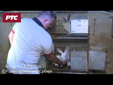 Video: Koliko Je Unosan Posao Uzgoja Rasnih životinja?