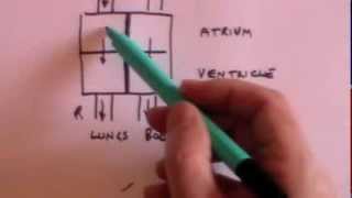 Heart, ECG and pulse oximetry: GCSE revision