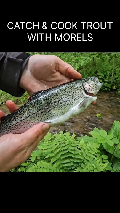 Cooking trout with morels in the hot tent