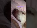 リオ君と初めて昼寝した日😴#保護犬 #保護犬との暮らし #dog #dogshorts #labrador #ラブラドールレトリバー #ラブラドール #labradorretriever