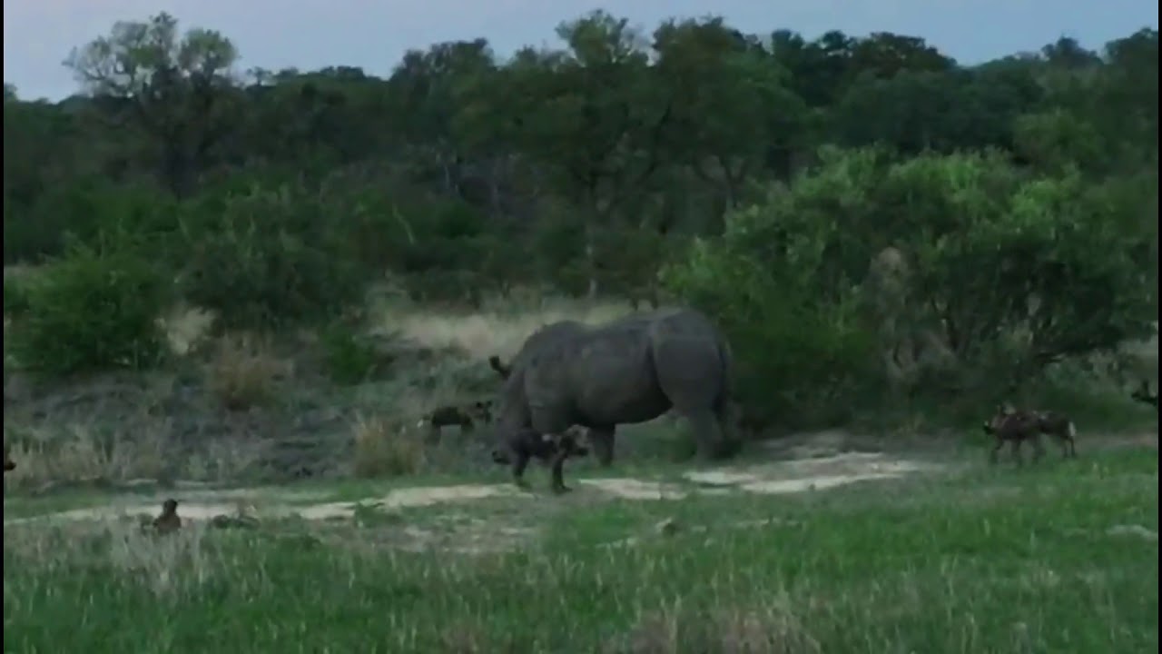 Rhino & Wild dogs YouTube