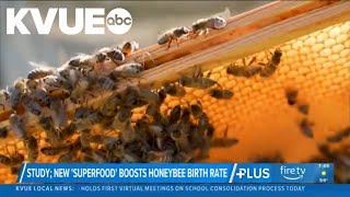 Newly engineered food supplement could boost honeybee birth rate