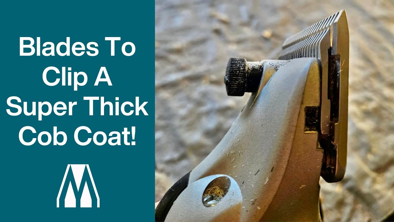 Clipping a Super Thick Horse's Coat! Cob Clip with A2 Coarse Blades from Masterclip with @Smart Clip