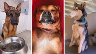 Hilarious Dogs and Puppies 🐶 Funny Doggos 2023 🤣 by Doggonit 3,169 views 5 months ago 8 minutes, 56 seconds