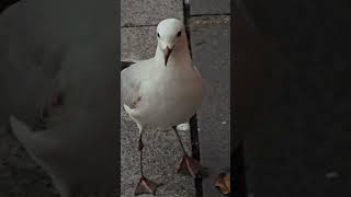 The Australian Seagull. Campbelltown Australia by Duggan freddy 16 views 3 days ago 1 minute, 32 seconds