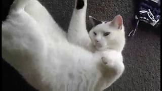 Cat Dabbing