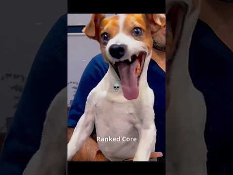 Best animals laugh 😂
