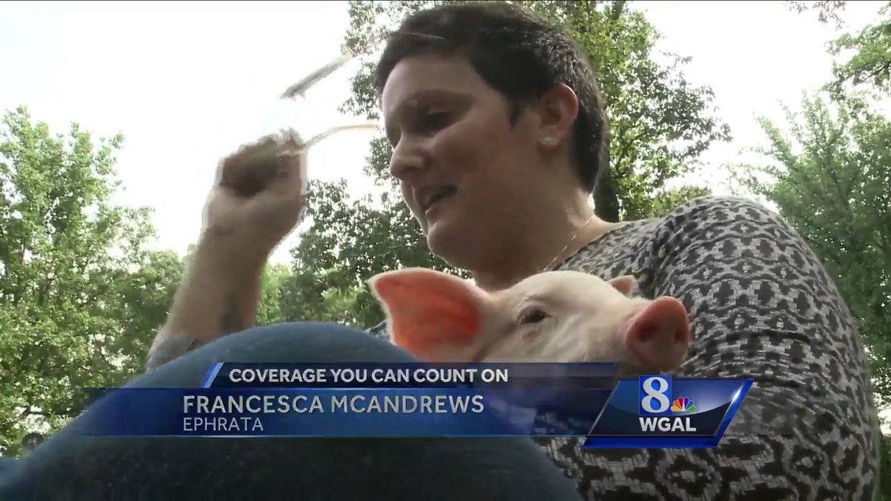 Woman rescues pig on Lancaster street