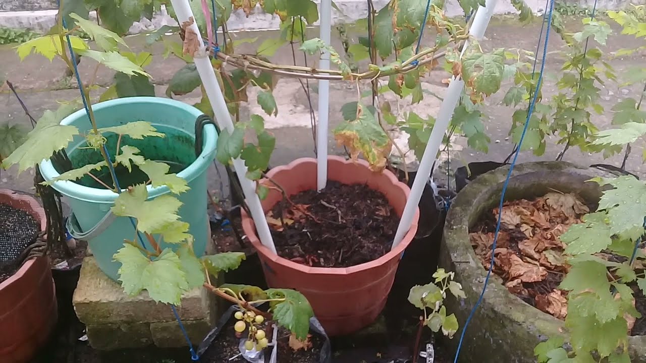 Ownroot Anggur Julian VS Grafting Julian. Mana yang Unggul?