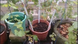 Ownroot Anggur Julian VS Grafting Julian. Mana yang Unggul?