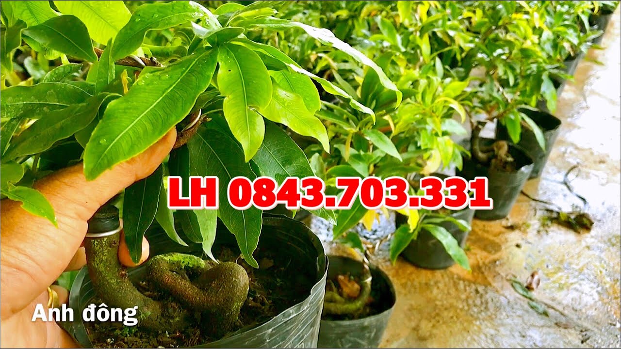Mai đại lộc gốc quái đẹp bo nhiều