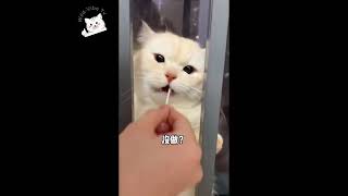 New Funny Animals  Funniest Cats and Dogs Videos  #cat #dog #cute #funny #foryou #shorts #short